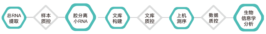 小RNA（small RNA）测序-技术路线-k8凯发基因